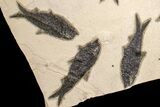 Shale With Nine, Large Fossil Fish (Knightia) - Wyoming #163448-3